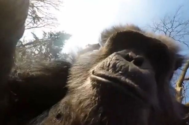 Chimpanzee-looks-into-camera-of-swatted-drone